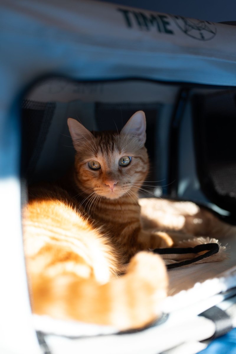 Cat resting inside a pet travel carrier